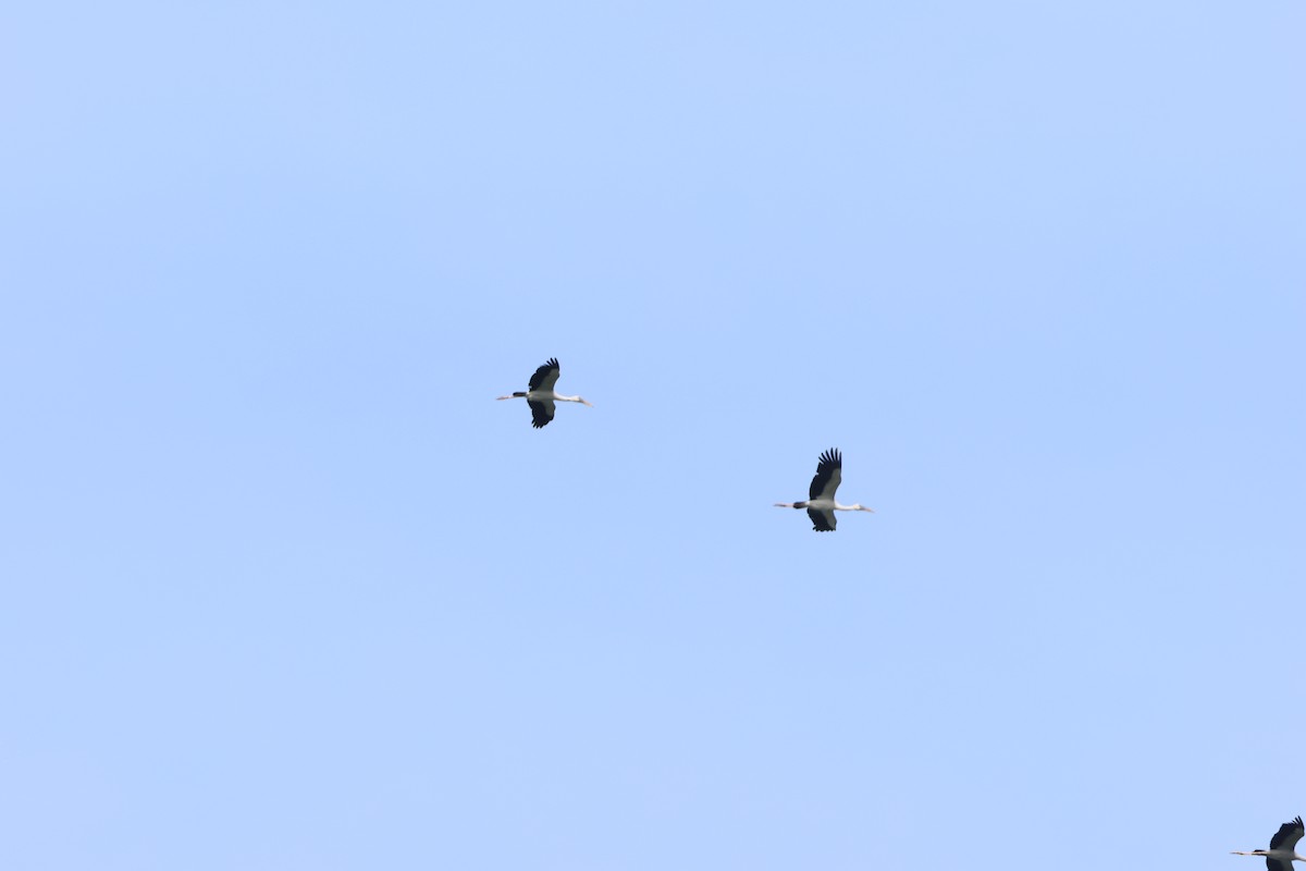 Asian Openbill - ML627717172