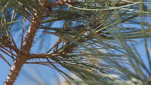 Grace's Warbler - ML627717175
