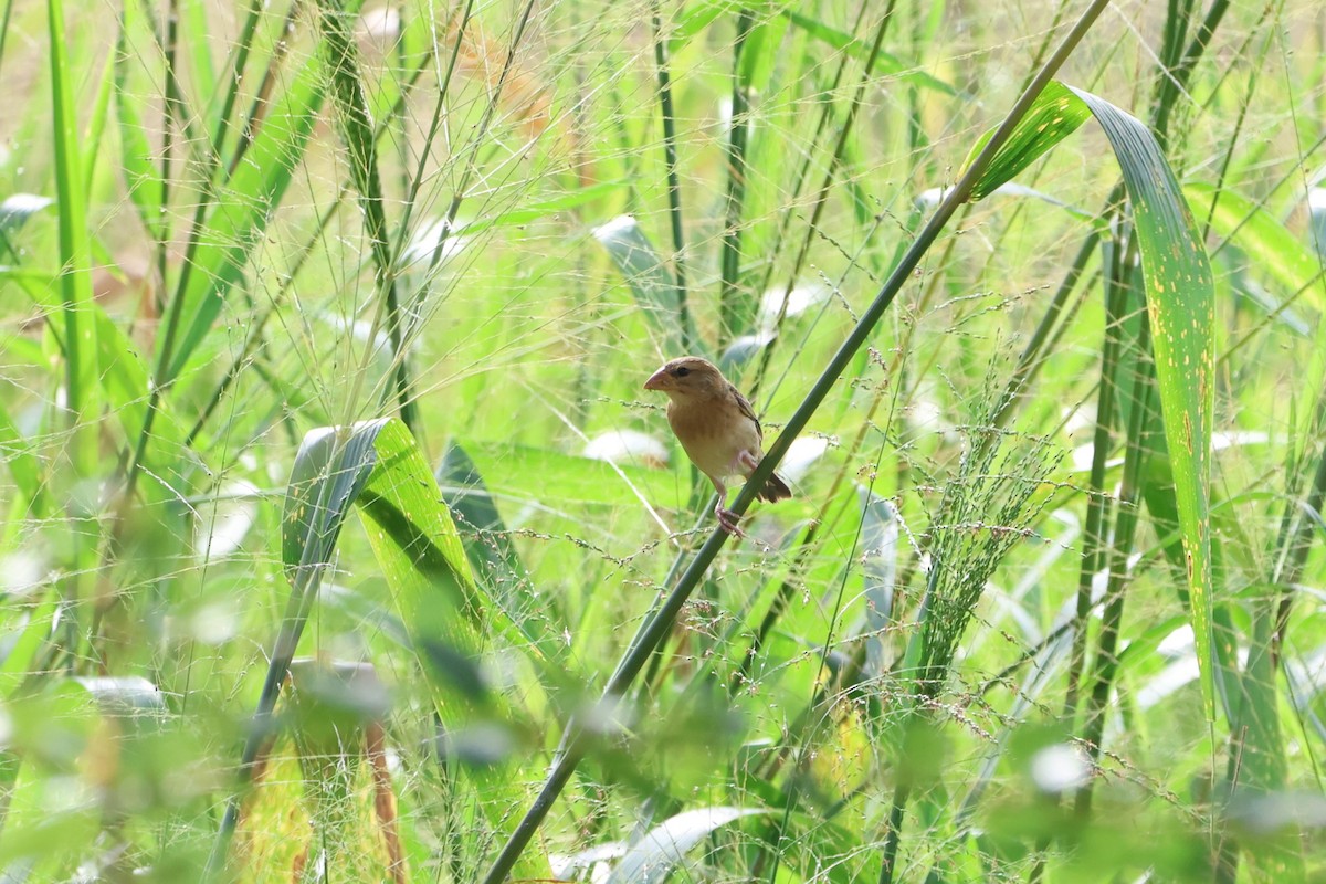Baya Weaver - ML627717179