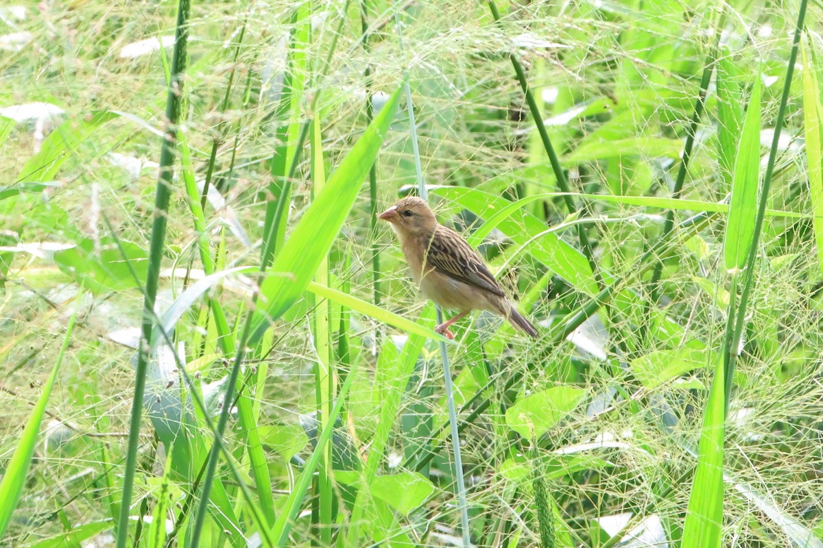 Baya Weaver - ML627717180
