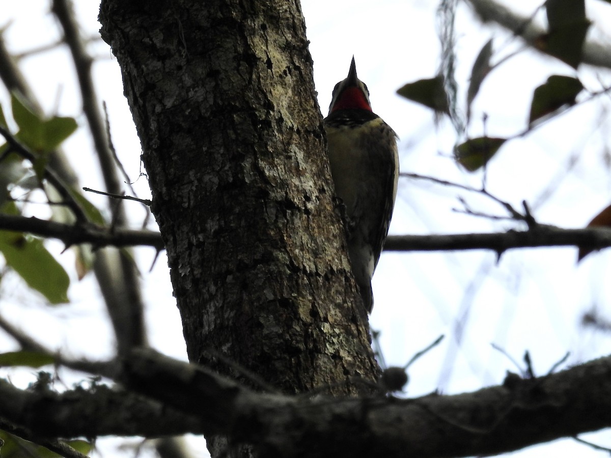Yellow-bellied Sapsucker - ML627717209