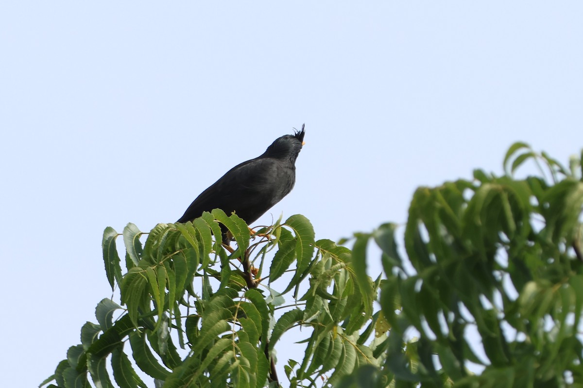 Great Myna - ML627717210