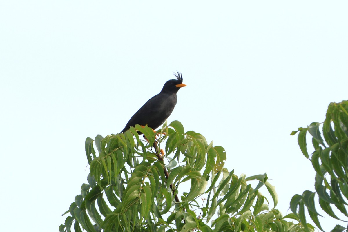 Great Myna - ML627717211