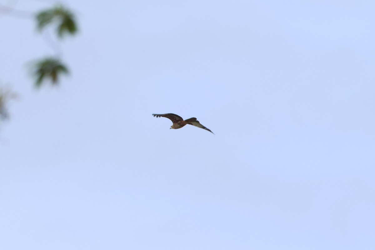 Brahminy Kite - ML627717230