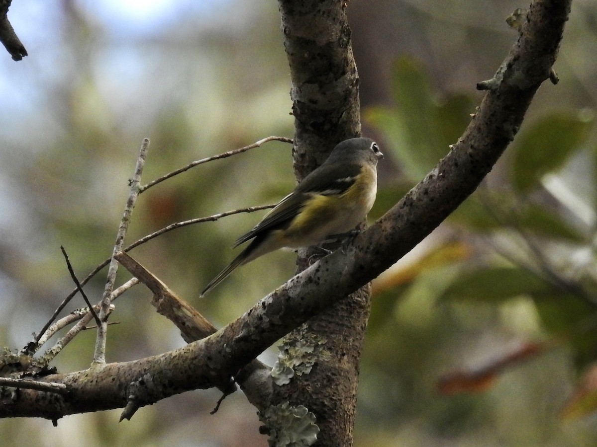 Blue-headed Vireo - ML627717234