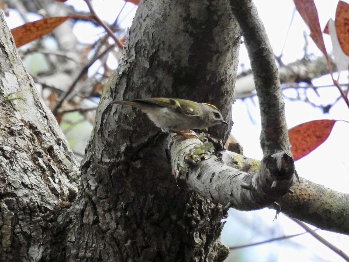 Golden-crowned Kinglet - ML627717274