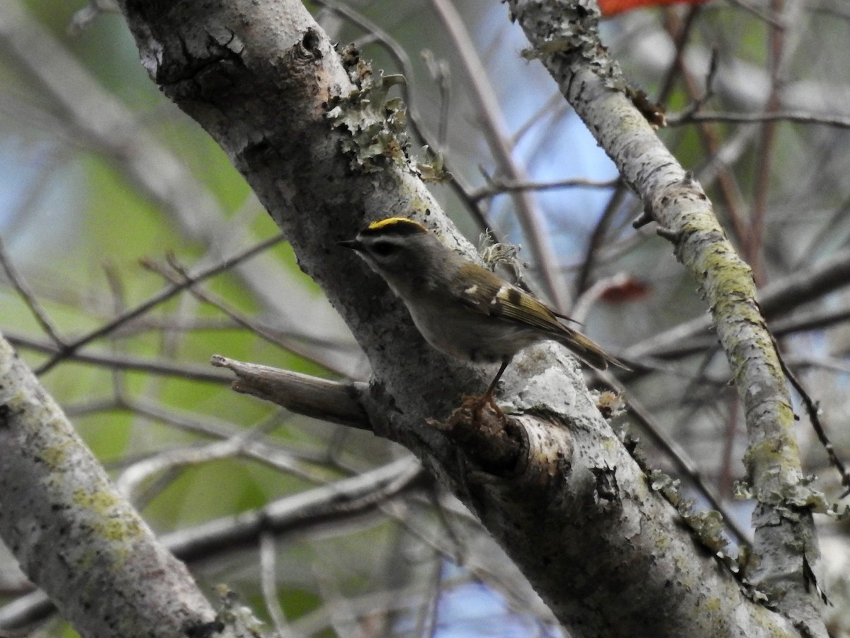Golden-crowned Kinglet - ML627717275