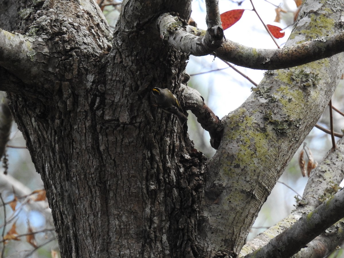 Golden-crowned Kinglet - ML627717276