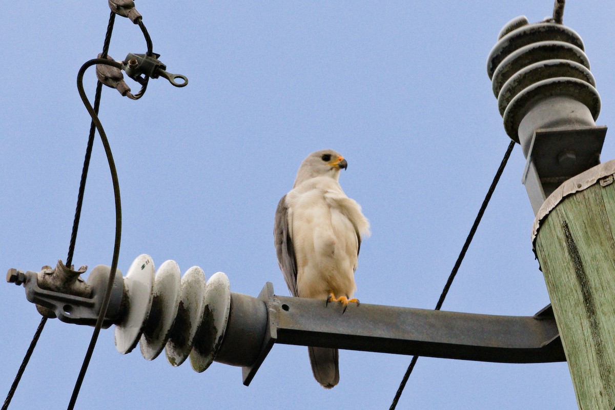 Gray Goshawk - ML627717291