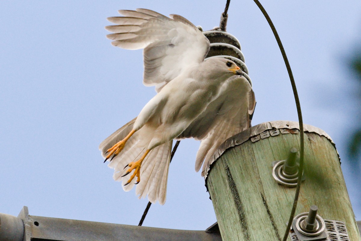 Gray Goshawk - ML627717292