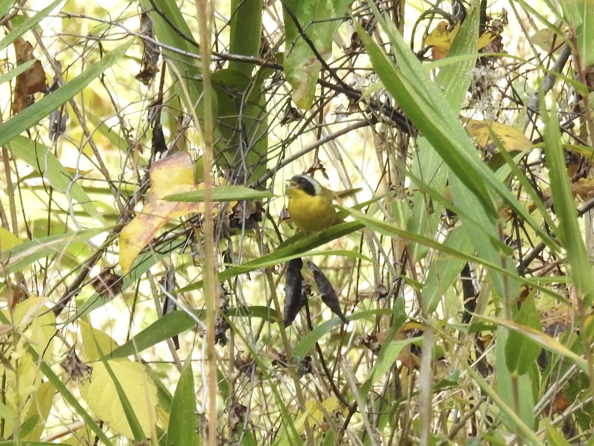 Common Yellowthroat - ML627717305