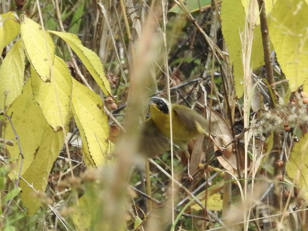 Common Yellowthroat - ML627717306