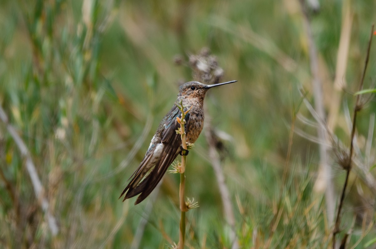 Colibri géant - ML627717335