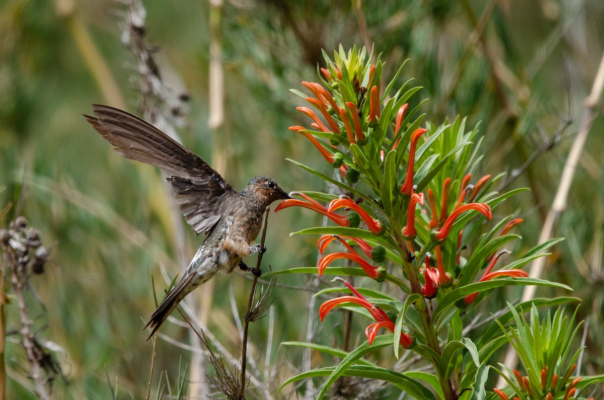 Colibri géant - ML627717336