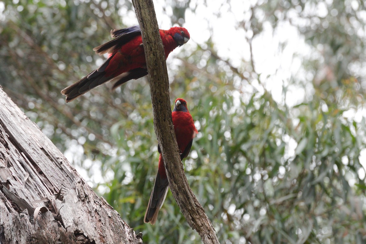 Crimson Rosella - ML627717343