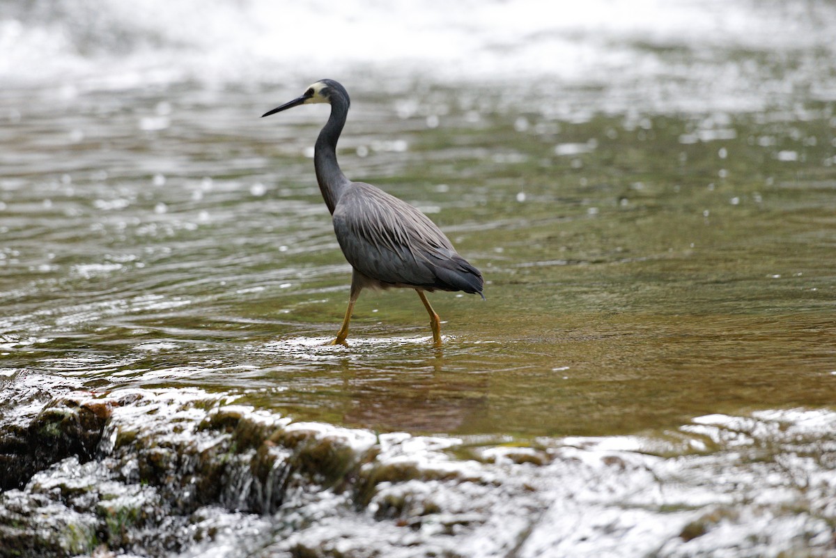 White-faced Heron - ML627717390