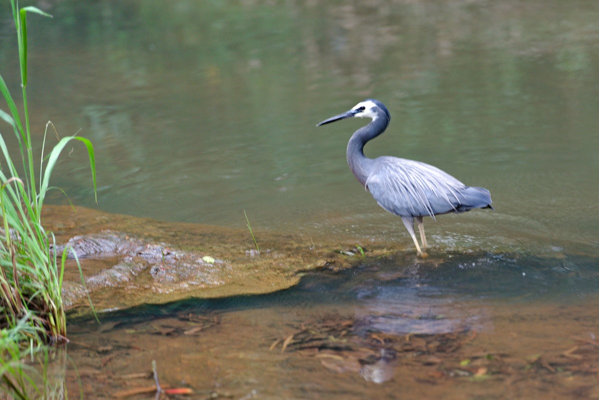 White-faced Heron - ML627717391