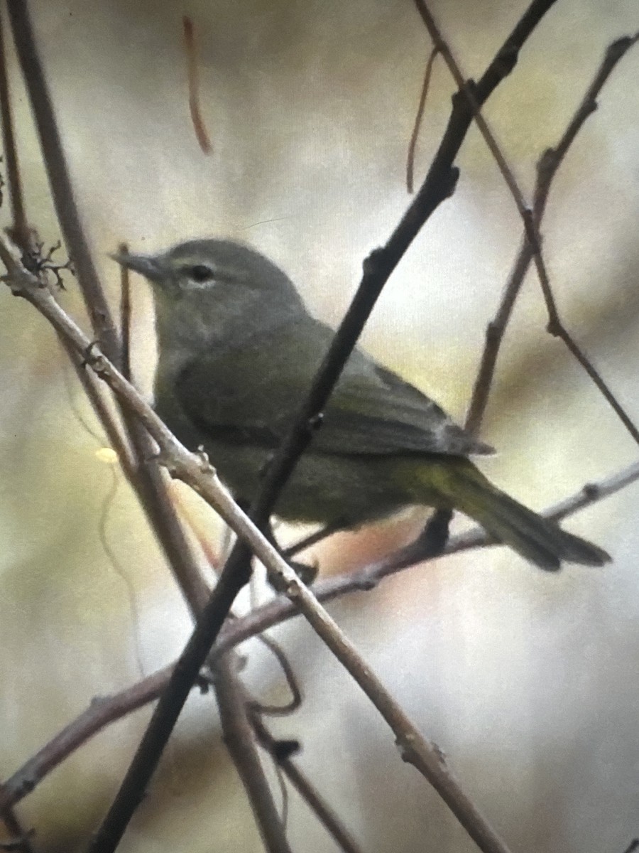 Orange-crowned Warbler - ML627717438