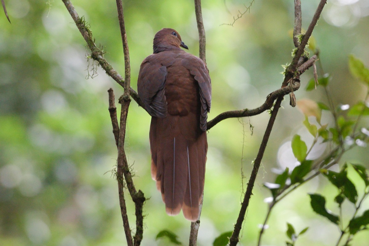 Brown Cuckoo-Dove - ML627717505