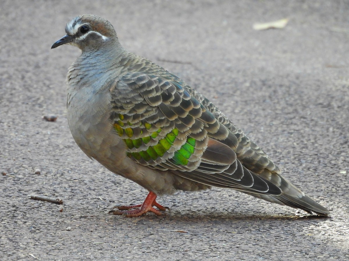 Common Bronzewing - ML627717560