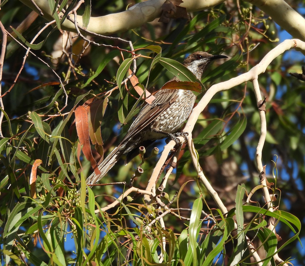 Western Wattlebird - ML627717581