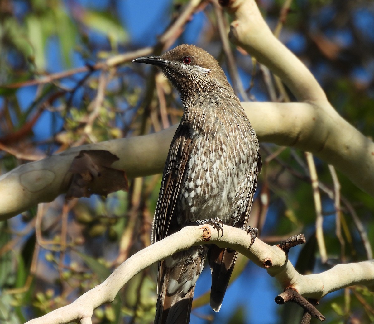 Western Wattlebird - ML627717582