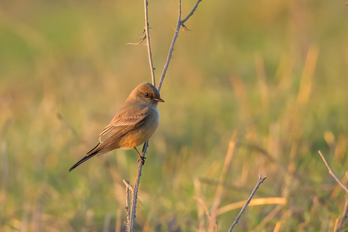 Say's Phoebe - ML627717772