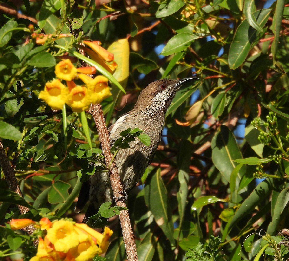 Western Wattlebird - ML627717775