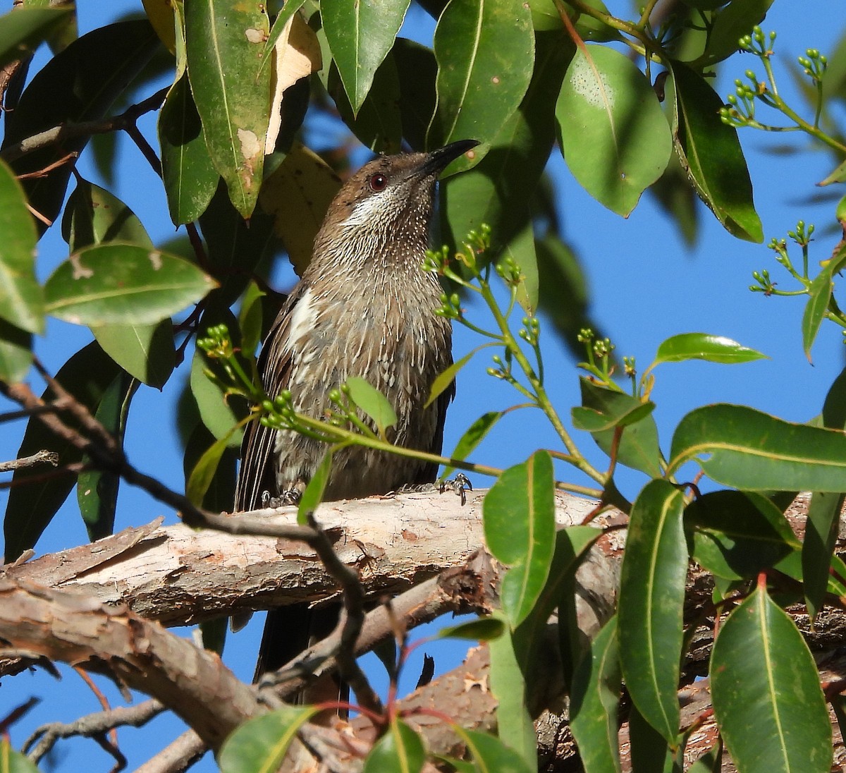 Western Wattlebird - ML627717776