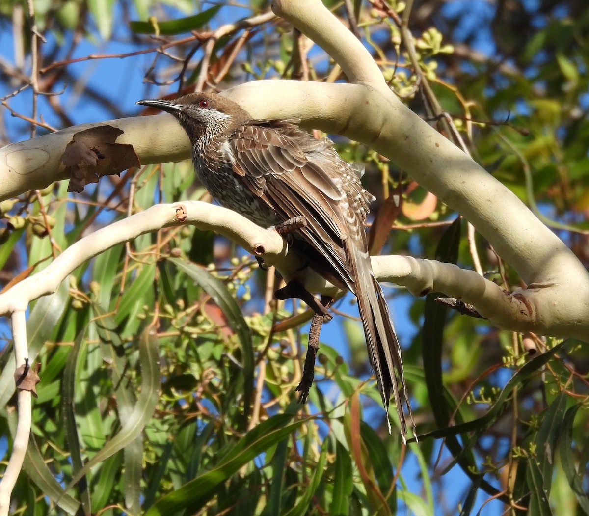 Western Wattlebird - ML627717777