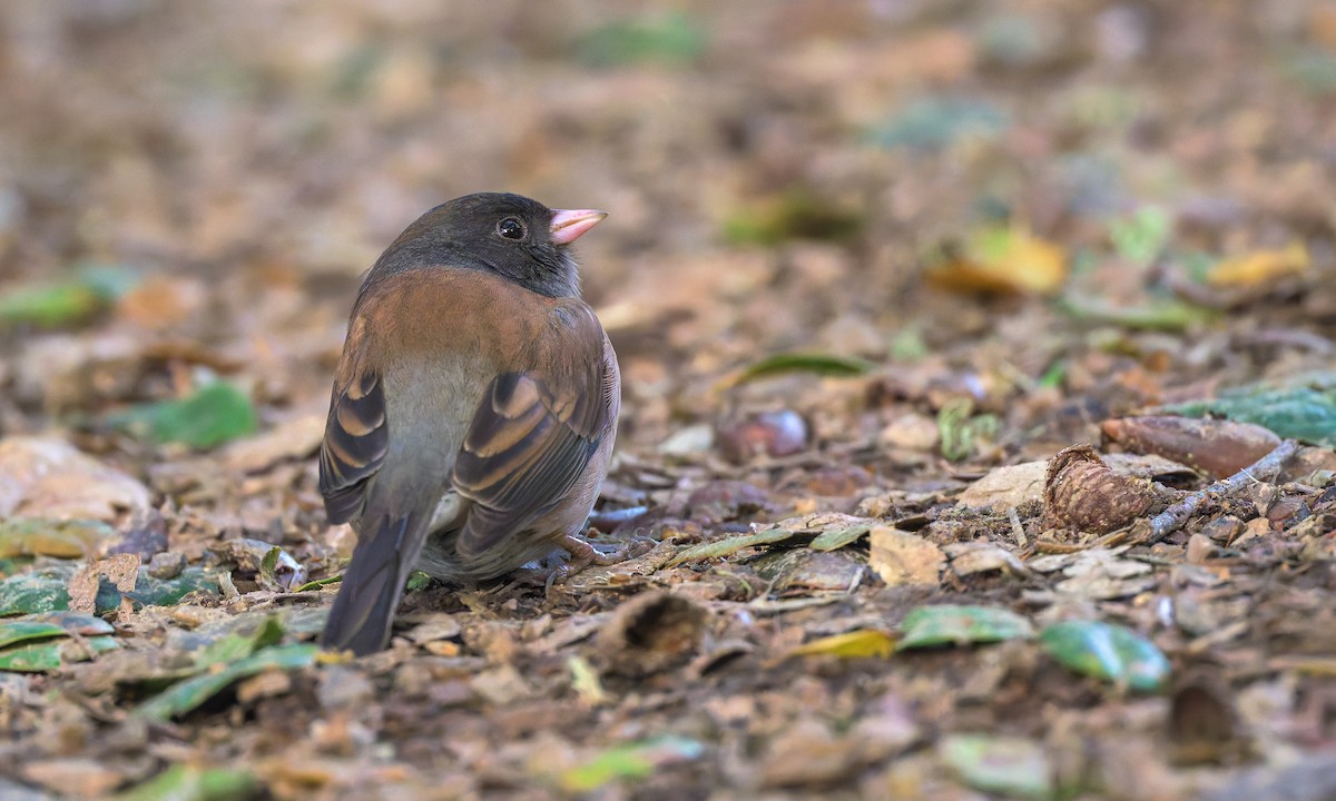 Dark-eyed Junco (Oregon) - ML627717780