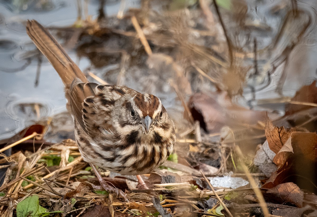 Song Sparrow - ML627717818