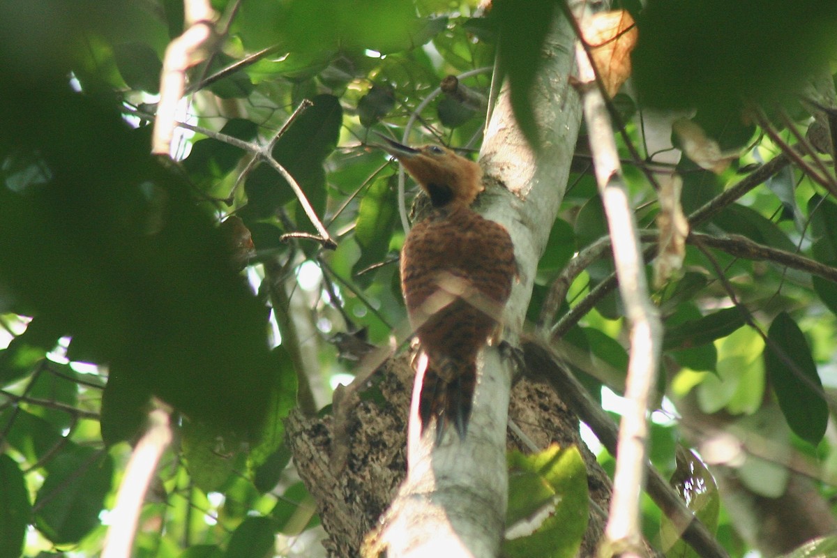 Waved Woodpecker (Scale-breasted) - ML627717819