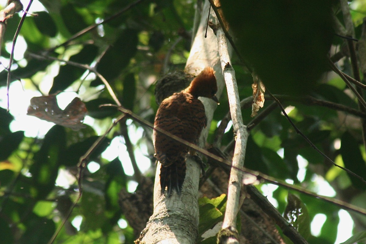 Waved Woodpecker (Scale-breasted) - ML627717822