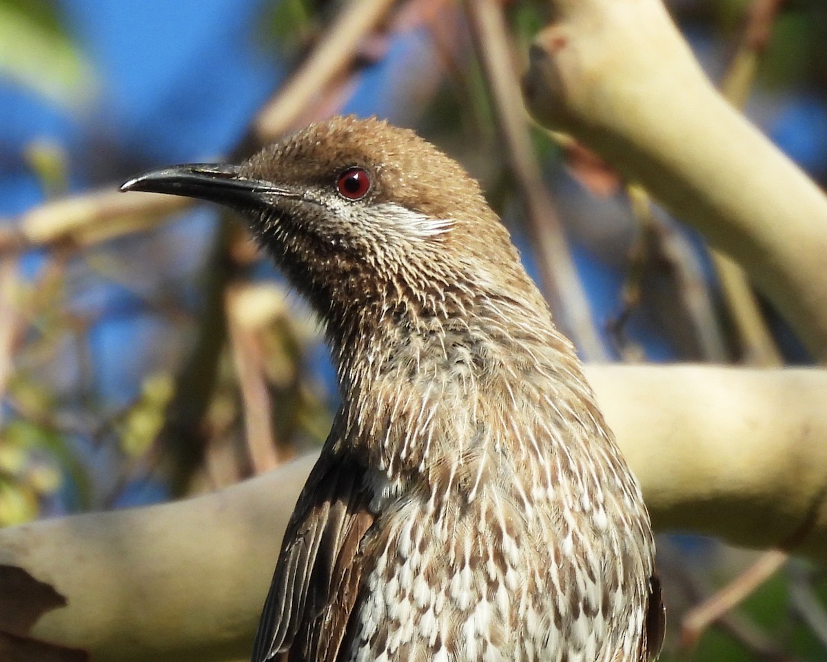 Western Wattlebird - ML627717849