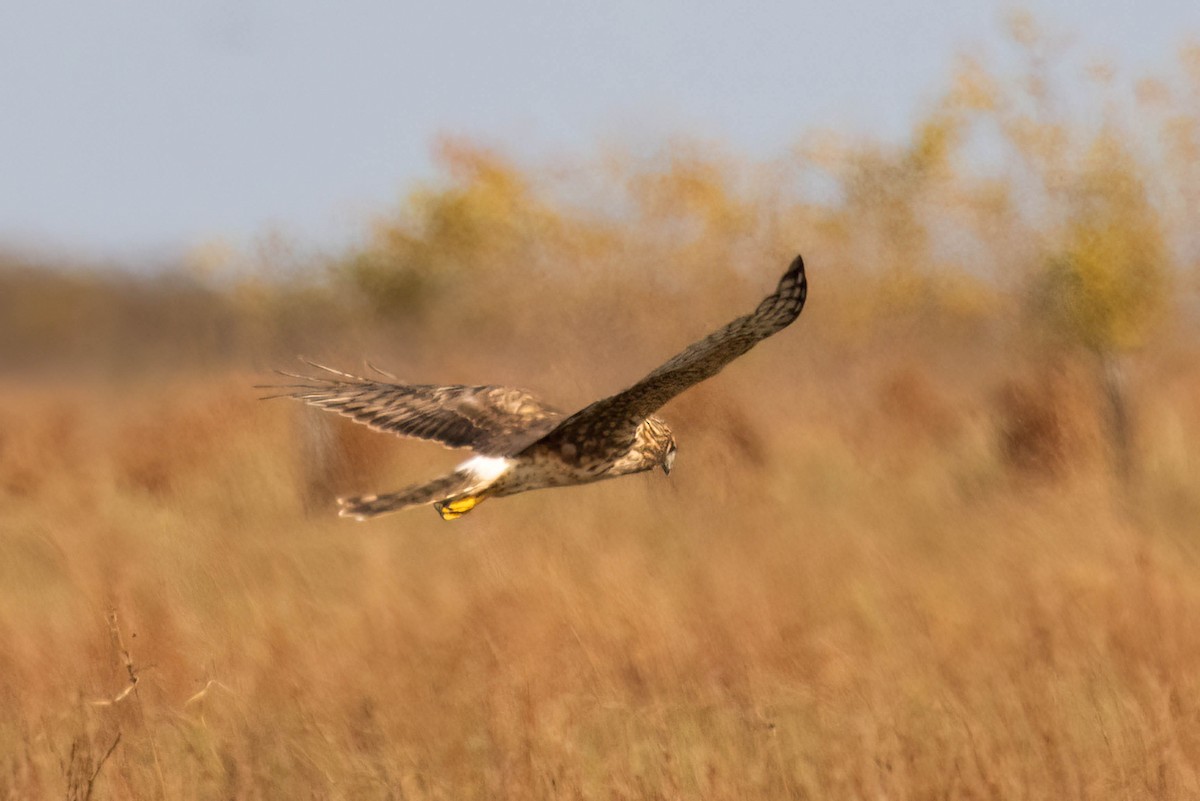 Northern Harrier - ML627717874