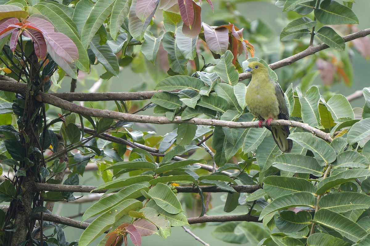 Wedge-tailed Green-Pigeon - ML627717998