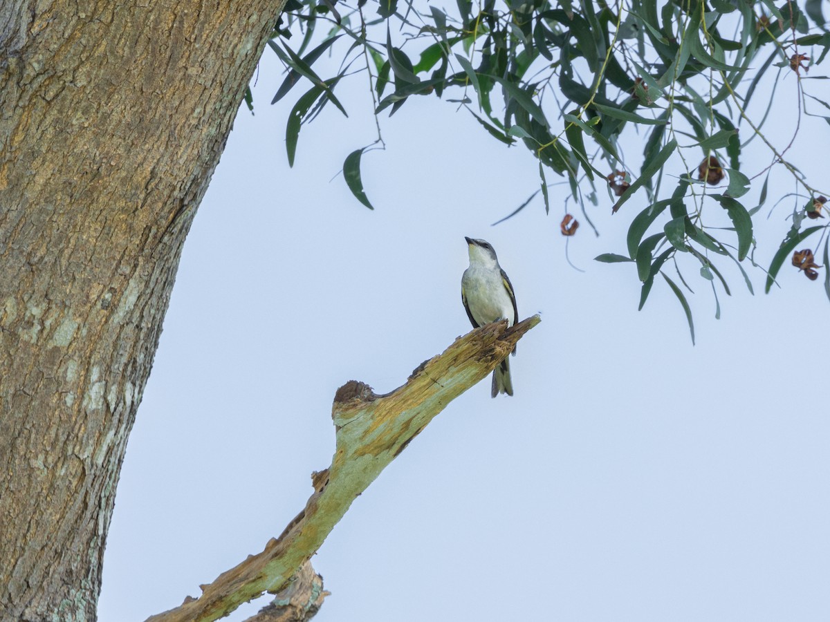 Kül Rengi Minivet - ML627718080