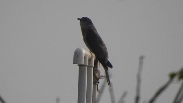 Common Hawk-Cuckoo - ML627718129