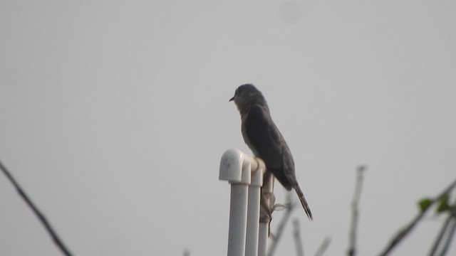 Common Hawk-Cuckoo - ML627718131