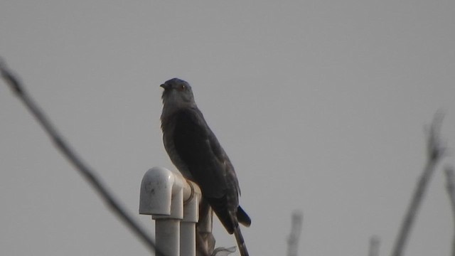 Common Hawk-Cuckoo - ML627718148