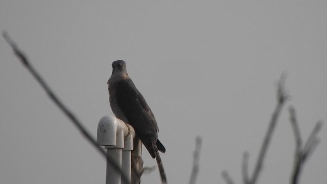 Common Hawk-Cuckoo - ML627718150