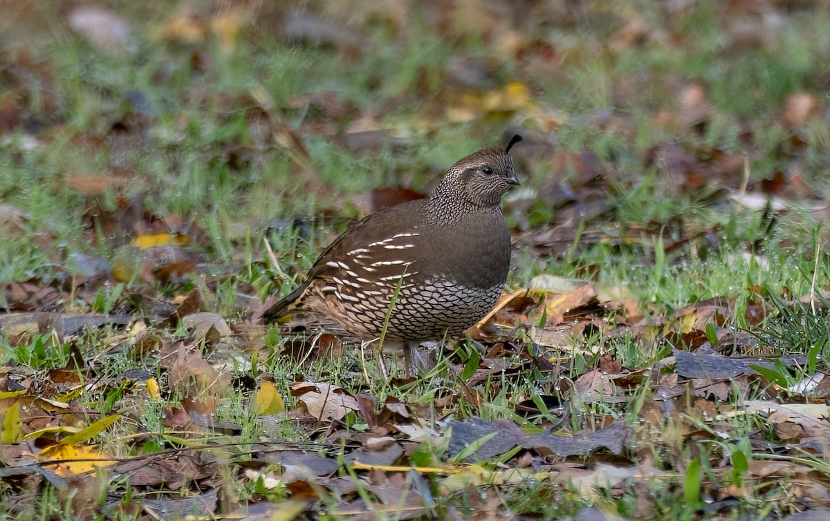 California Quail - ML627718199