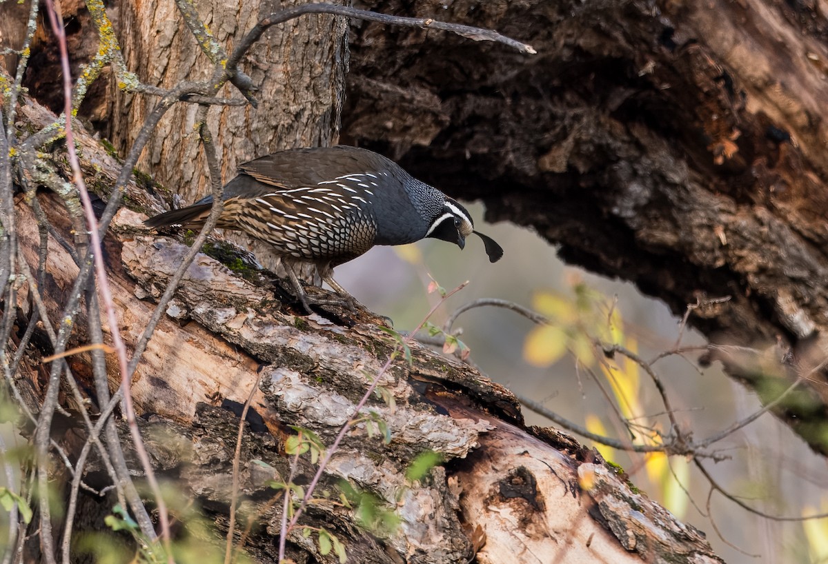 California Quail - ML627718200