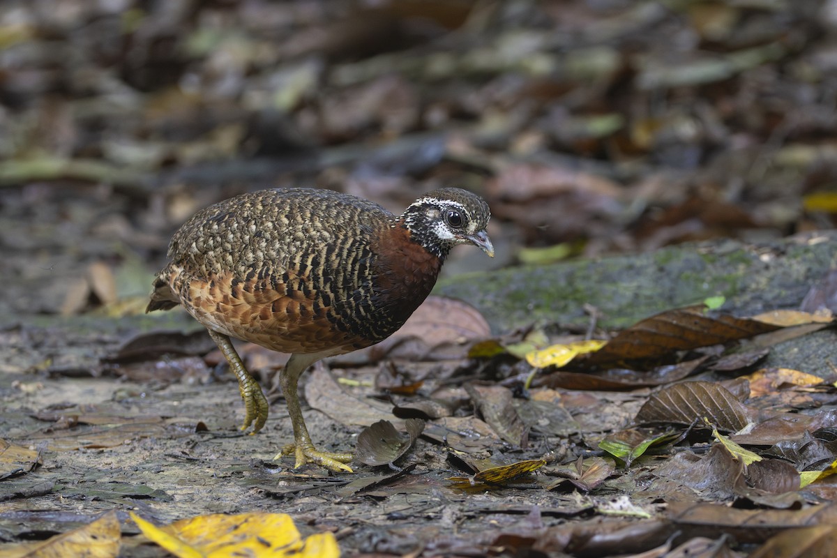 Sabah Partridge - ML627718227