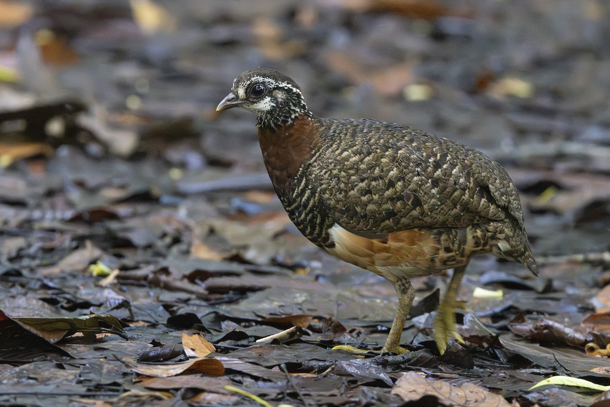 Sabah Partridge - ML627718228