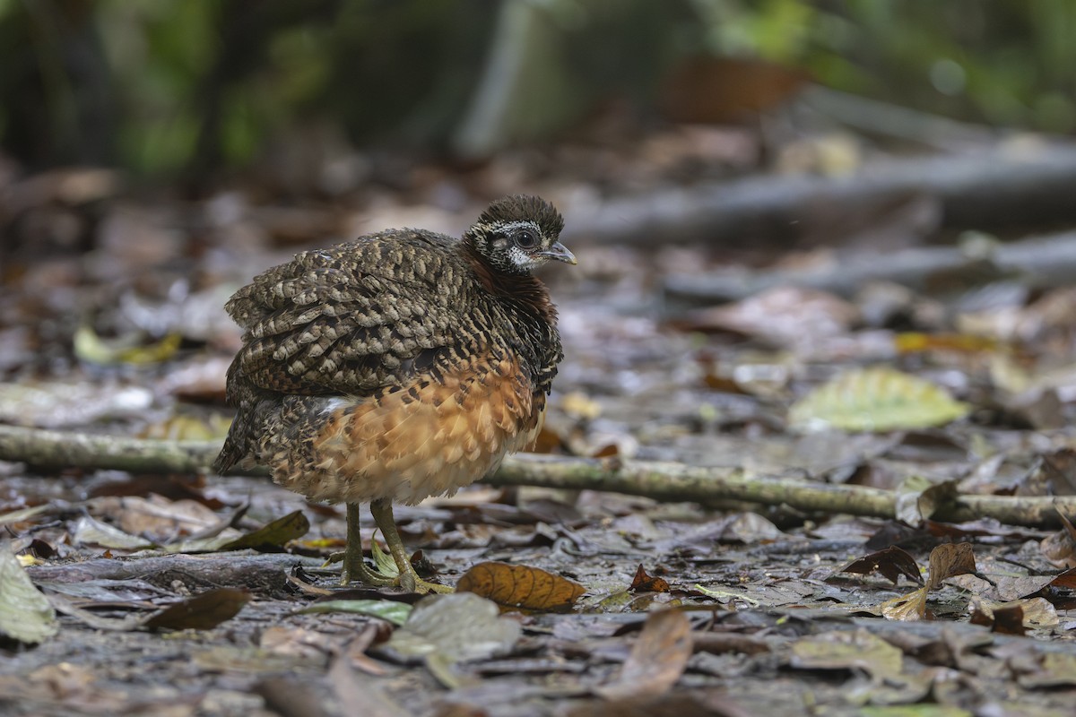 Sabah Partridge - ML627718229