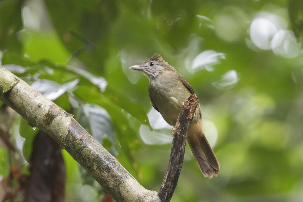 Gray-cheeked Bulbul - ML627718240