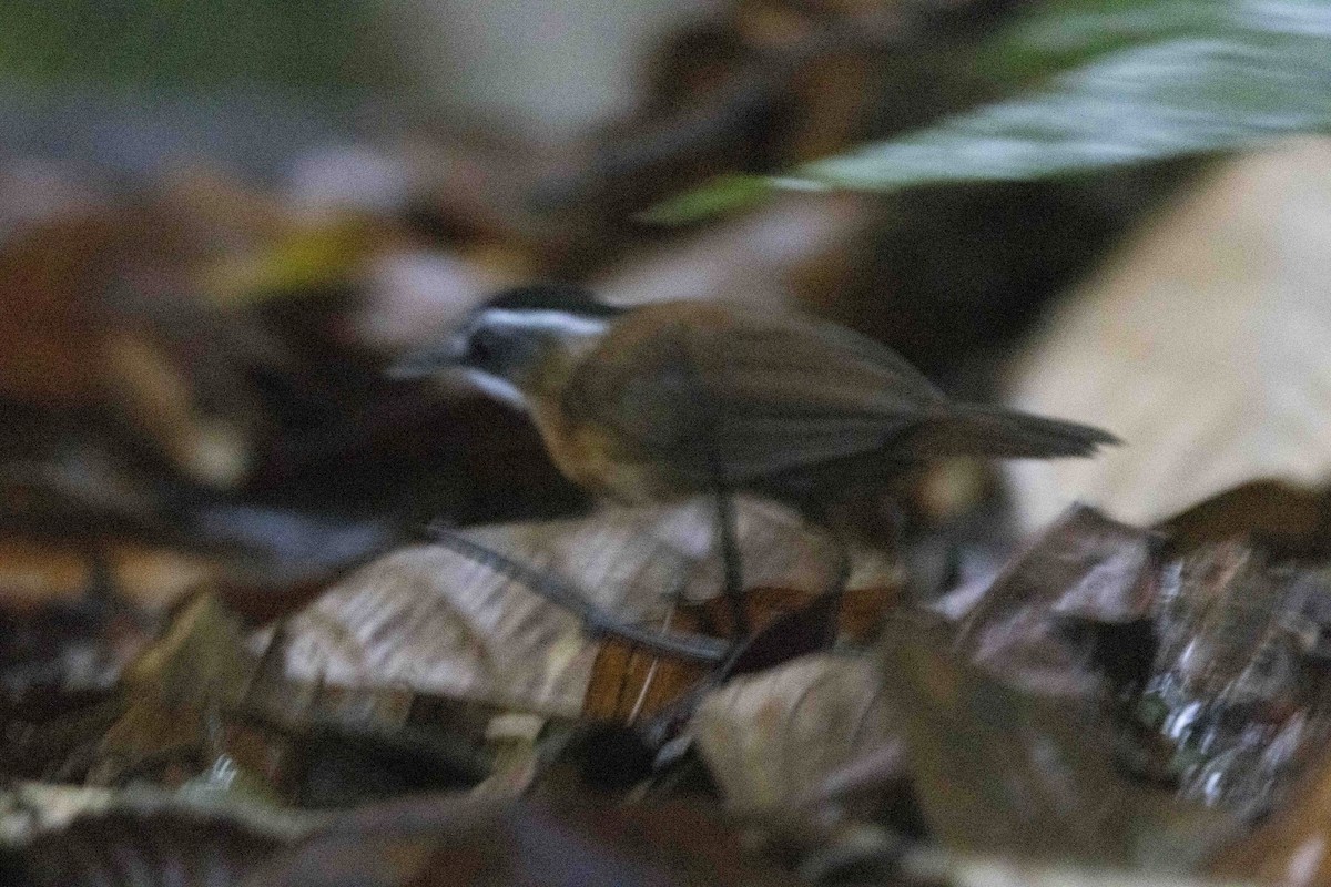 Bornean Black-capped Babbler - ML627718252