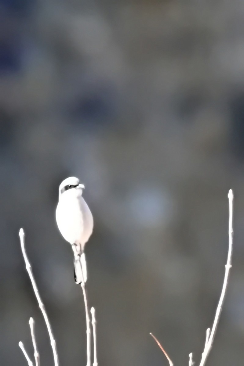 Loggerhead Shrike - ML627718363